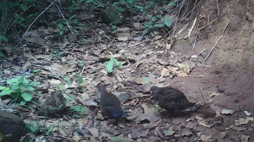 iNaturalist image