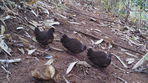 Stone Partridge