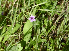 Irbisia