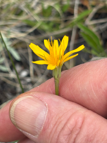 Microseris nutans, 2026-06-17