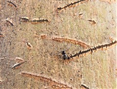 Tharpyna campestrata