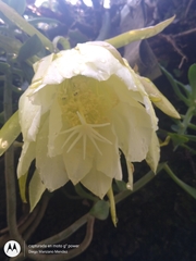 Epiphyllum oxypetalum