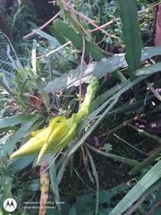Epiphyllum oxypetalum