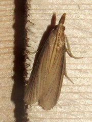 Peoria gematella
