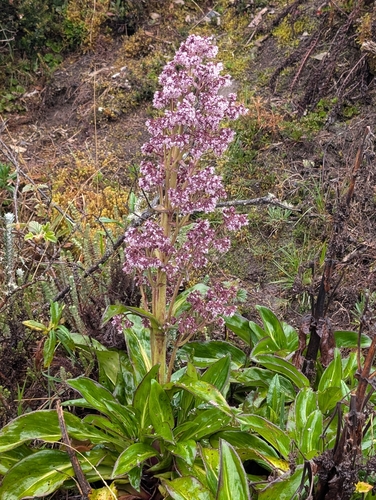 Valeriana pilosa