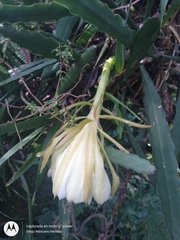 Epiphyllum oxypetalum