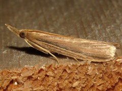Peoria gematella