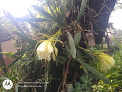 Epiphyllum oxypetalum