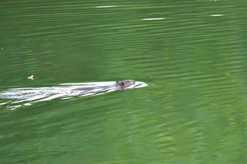 American Beaver photographed in Indiana