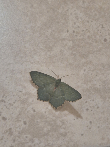 Common Emerald