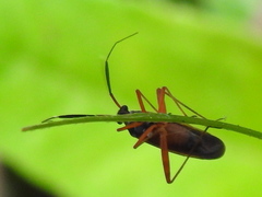 Garganus albidivittis