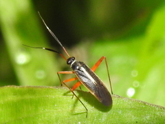 Garganus albidivittis