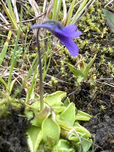 Pinguicula macroceras