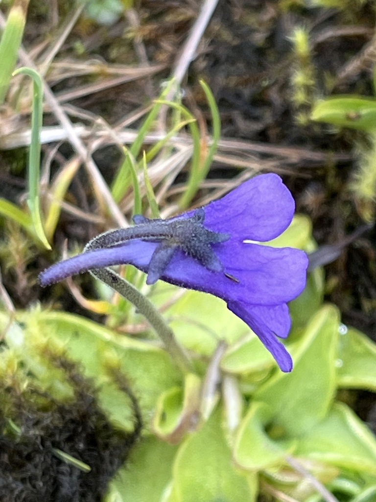 Pinguicula macroceras, Moraine Ecology Trail, Juneau, AK, US