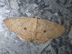 Poecilasthena anthodes