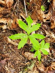 Hydrophyllum tenuipes