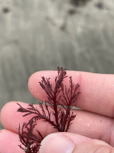 Pikea californica observed 2026-06-17