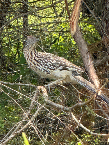 Greater Roadrunner