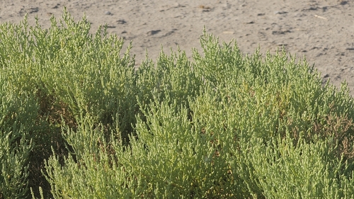 Allenrolfea occidentalis, photograph 6