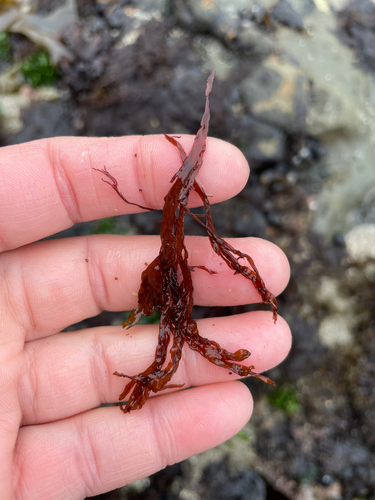 Farlowia mollis observed 2026-06-17