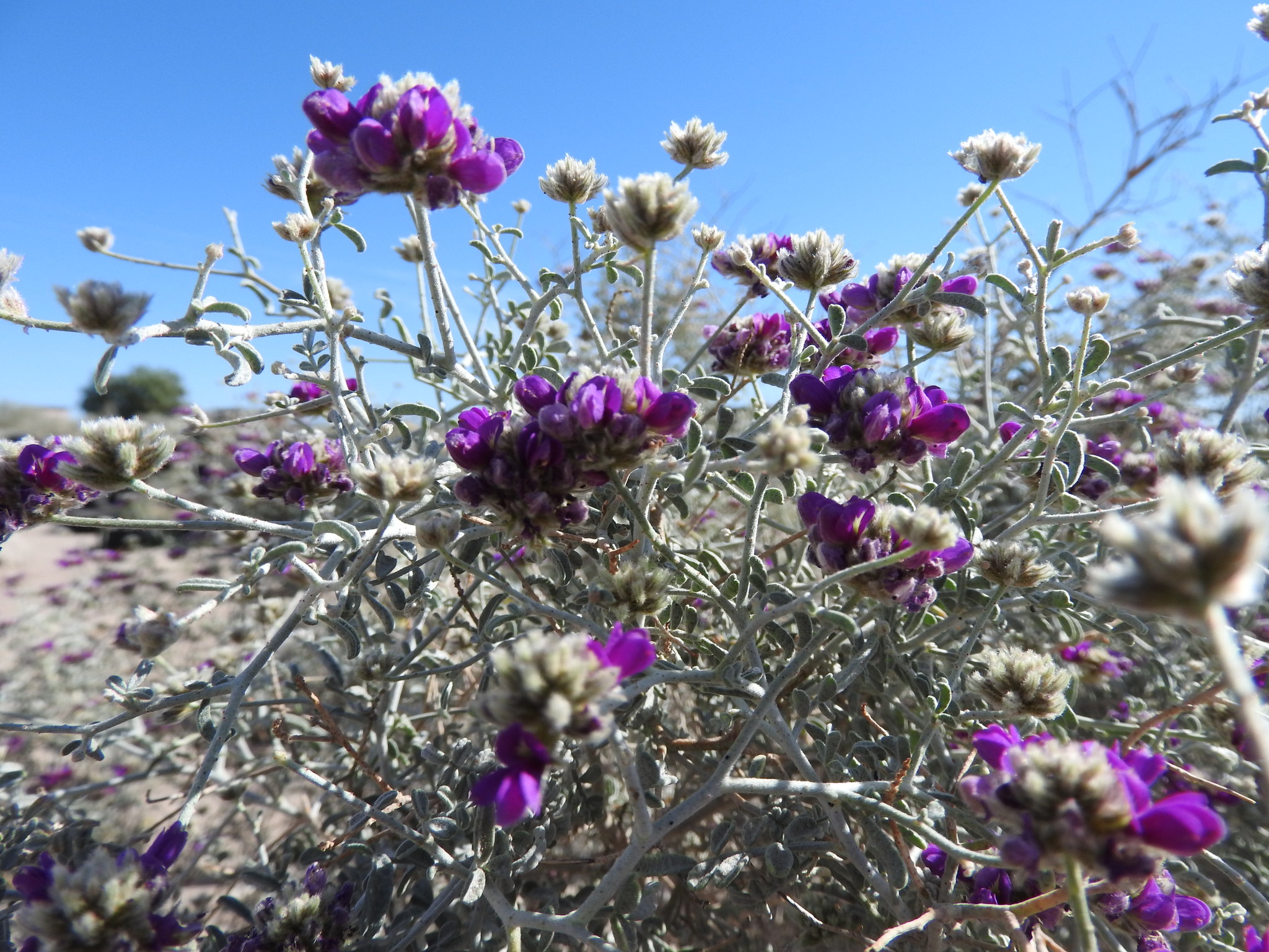 Psorothamnus emoryi