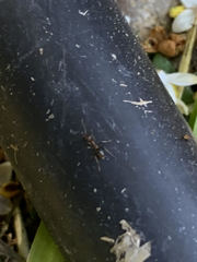 Linepithema humile