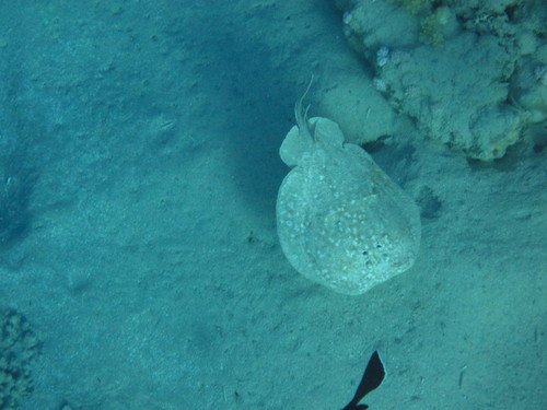 Torpedo panthera