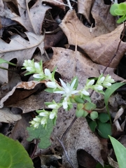 Sedum ternatum