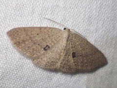 Poecilasthena anthodes