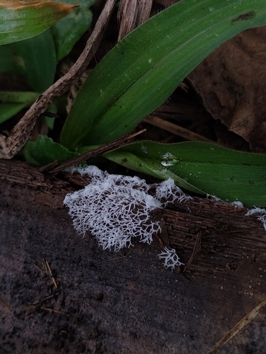 Common Coral Slime