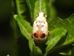 Acrocyum dorsalis