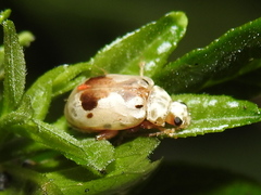 Acrocyum dorsalis