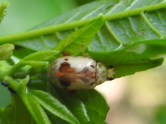 Acrocyum dorsalis