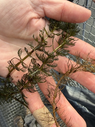 Myriophyllum triphyllum observed 2026-06-18