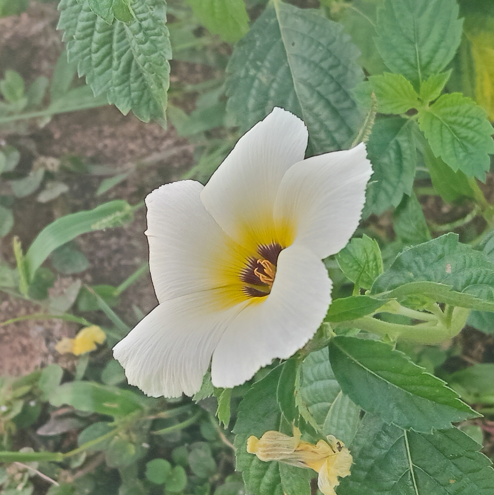 Turnera subulata