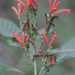 Aphelandra longiflora (Lindl.) Profice