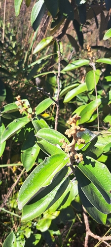 Miconia albicans