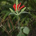Aphelandra longiflora (Lindl.) Profice 2