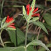 Aphelandra longiflora (Lindl.) Profice 3