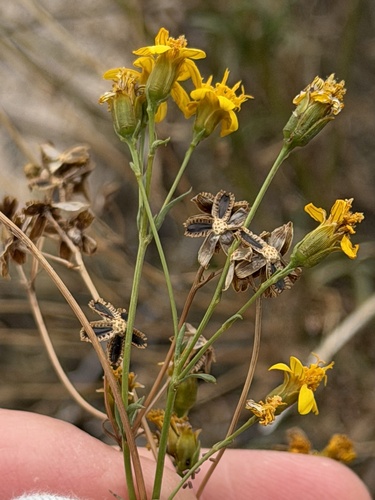 Coreocarpus arizonicus, photograph 4