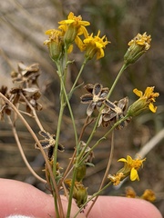 Coreocarpus arizonicus, photograph (c) Daniel McNair, some rights reserved (CC BY)