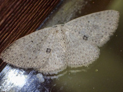 Poecilasthena anthodes