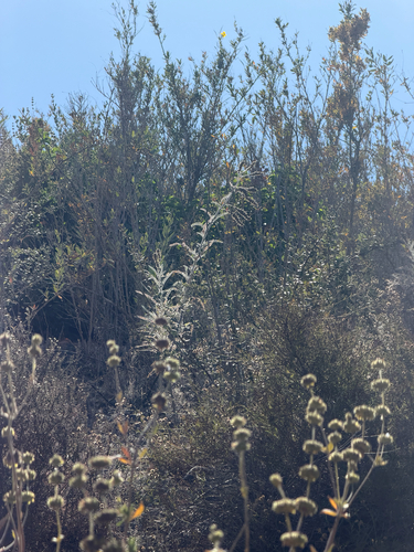 Astragalus brauntonii, photograph 6