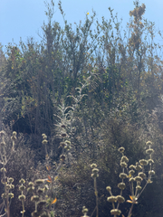 Astragalus brauntonii, photograph (c) klicklo, some rights reserved (CC BY)
