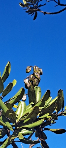 Vochysia thyrsoidea