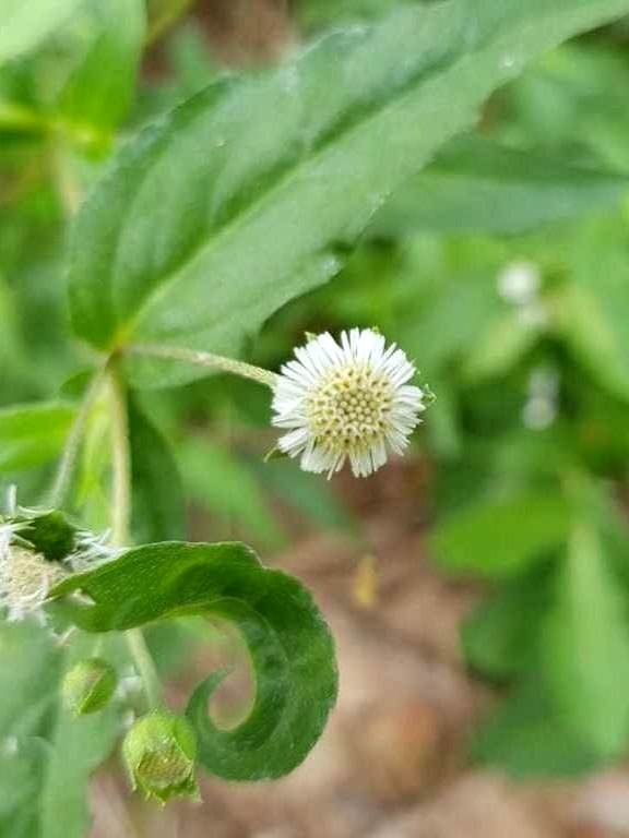 Eclipta prostrata