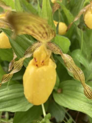 yellow lady's slipper