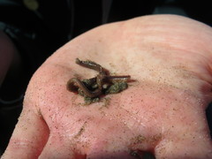 Glyceridae