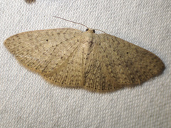 Poecilasthena anthodes