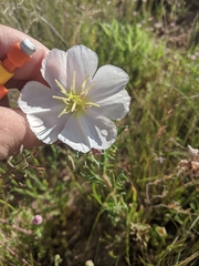 Oenothera engelmannii